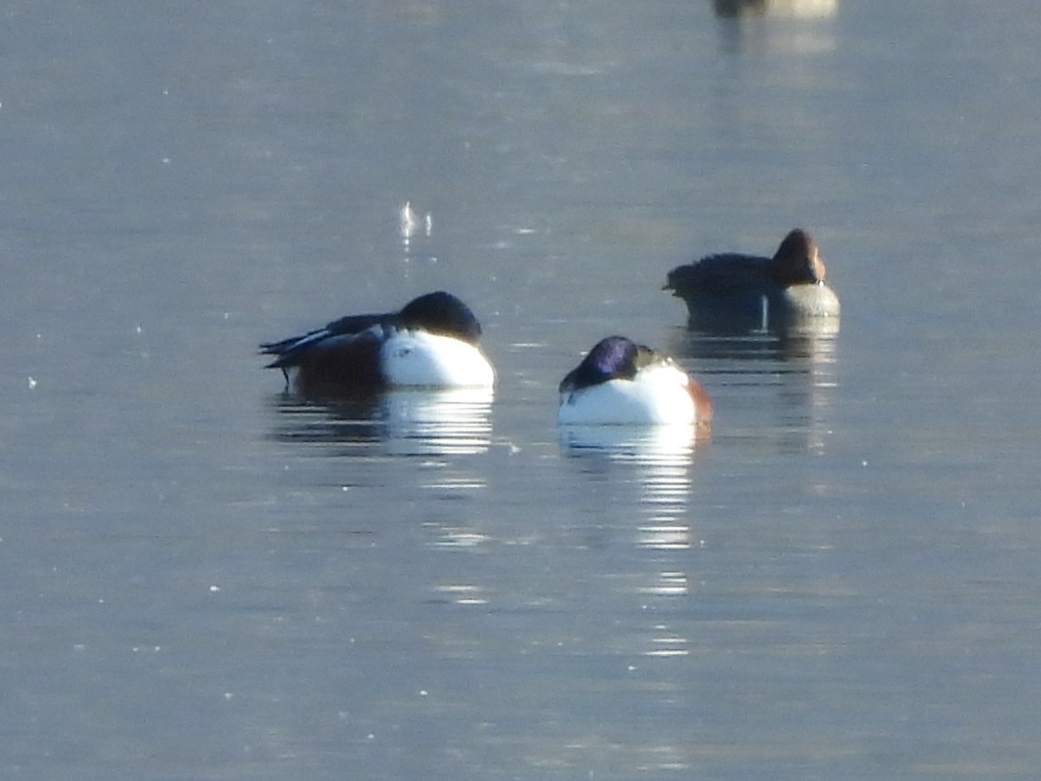 琵嘴鴨 - ML647108554