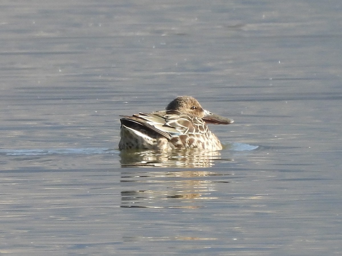 琵嘴鴨 - ML647108555