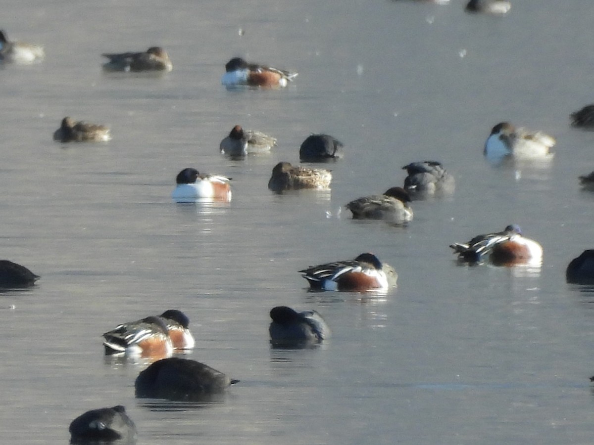 琵嘴鴨 - ML647108556