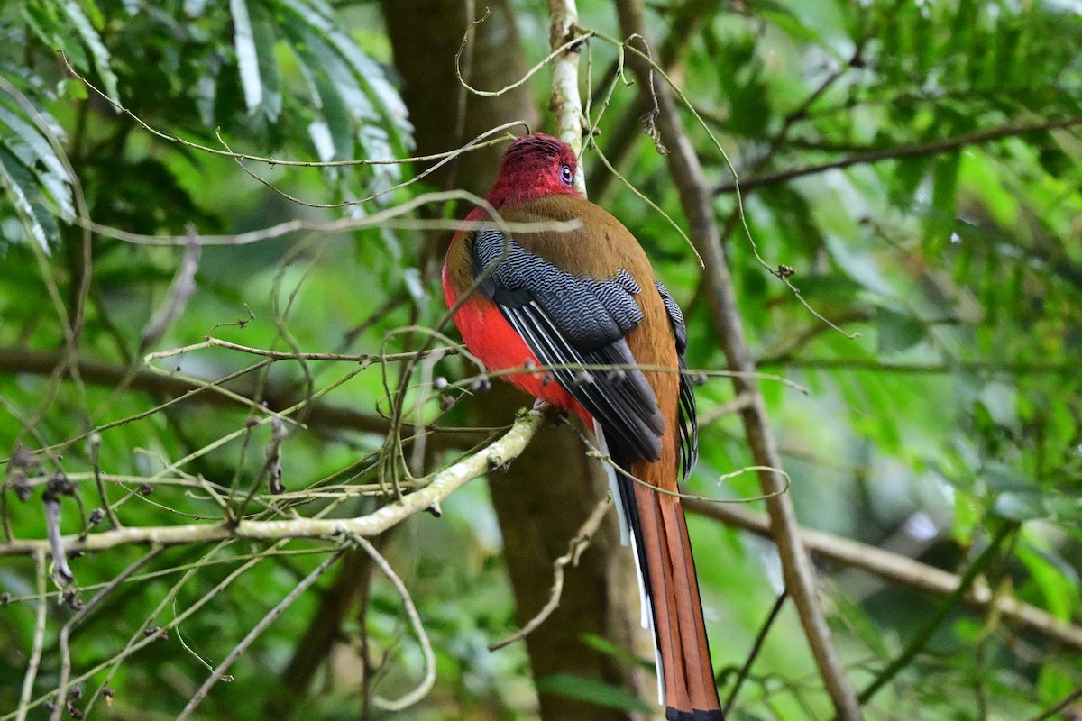 Красноголовый трогон - ML647108558