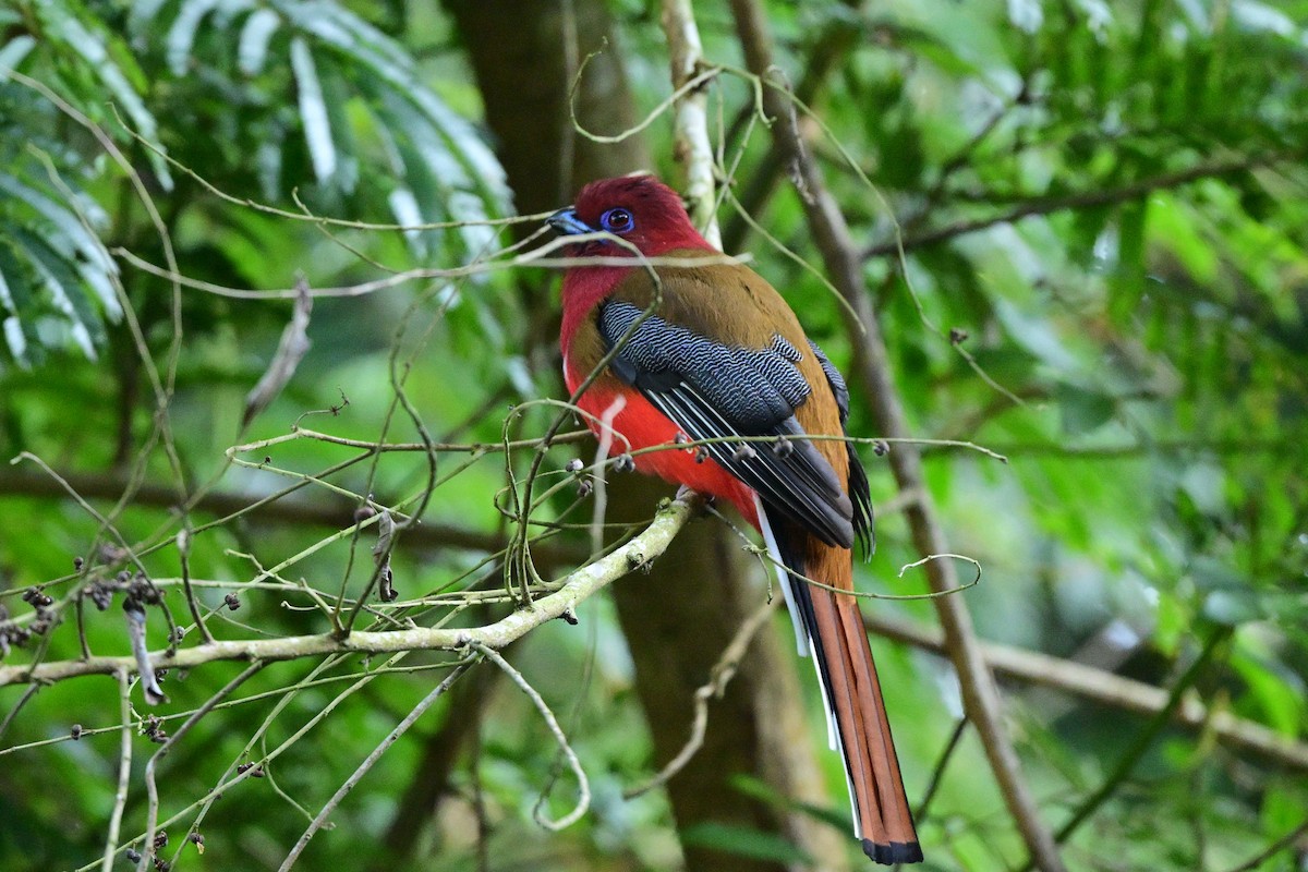 Красноголовый трогон - ML647108559