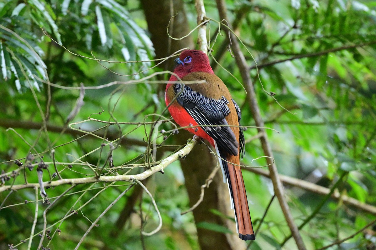 Красноголовый трогон - ML647108560