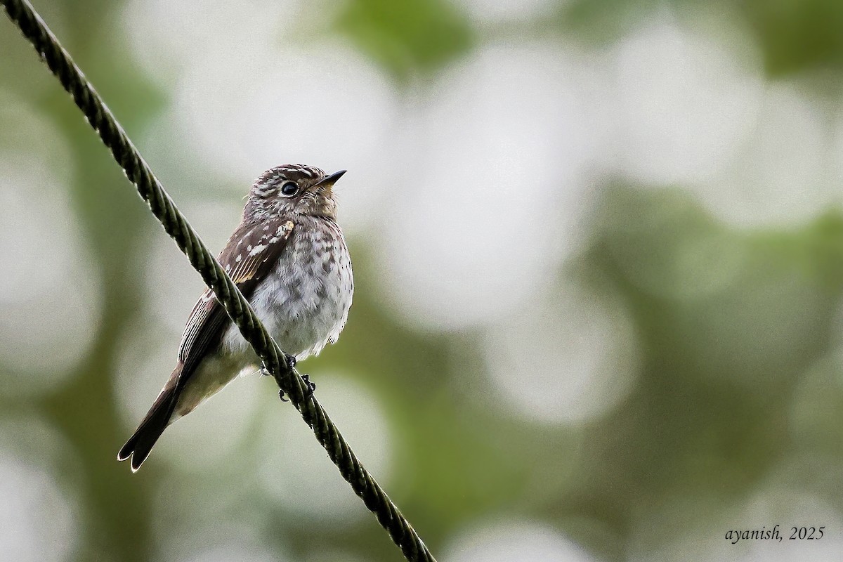 サメビタキ - ML647108583