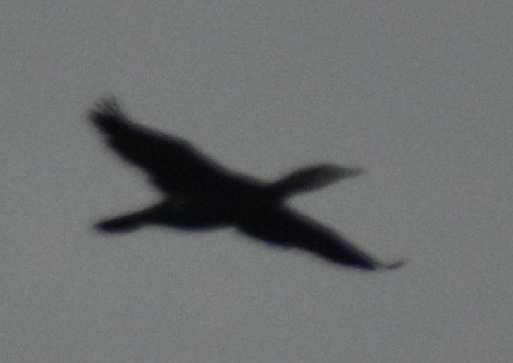 Cormorán Grande - ML647108585