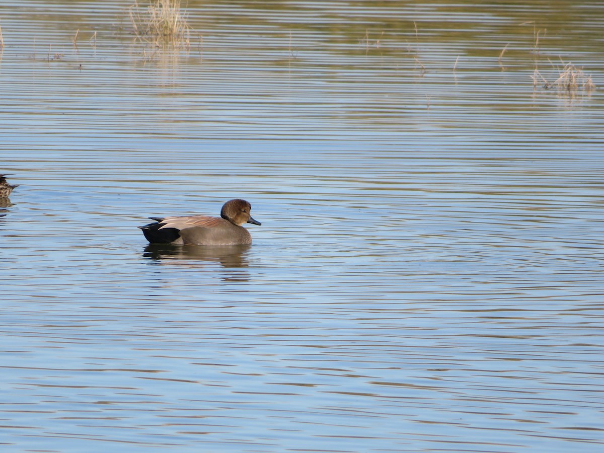 kopřivka obecná - ML647108594