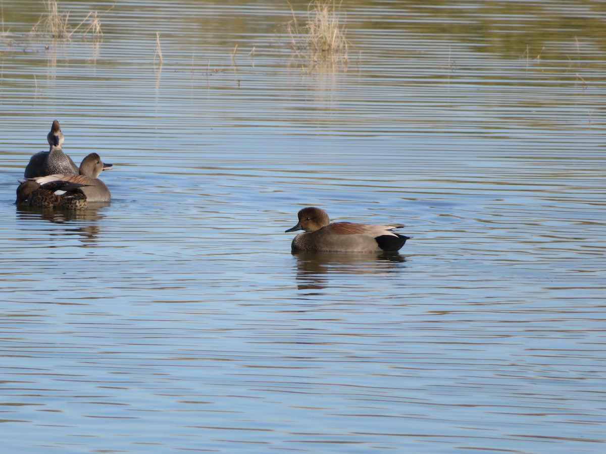 kopřivka obecná - ML647108595