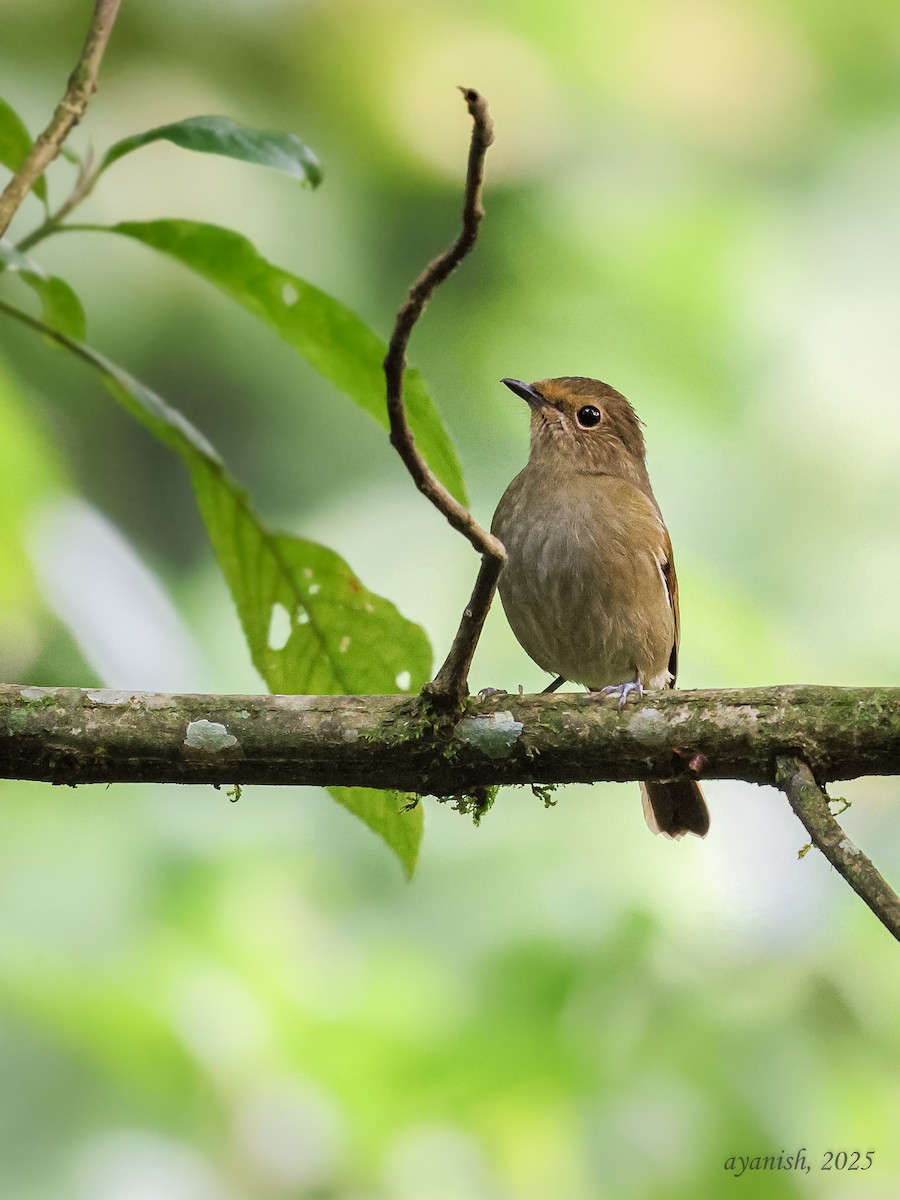 コチャバラオオルリ - ML647108598