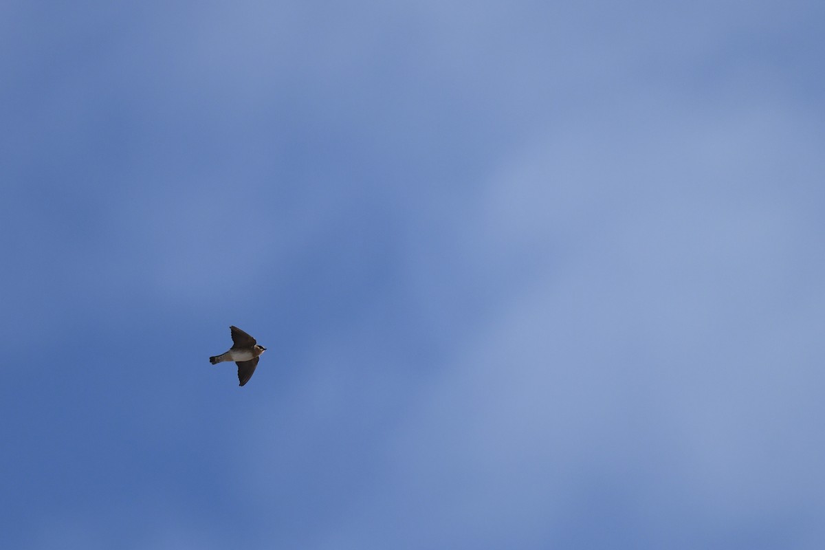 セスジツバメ - ML647108600