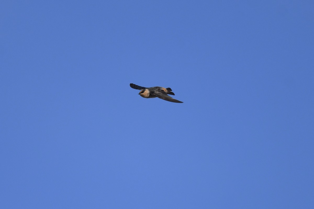 セスジツバメ - ML647108602