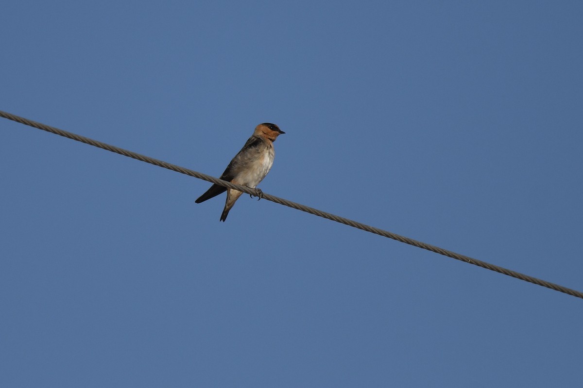 セスジツバメ - ML647108603