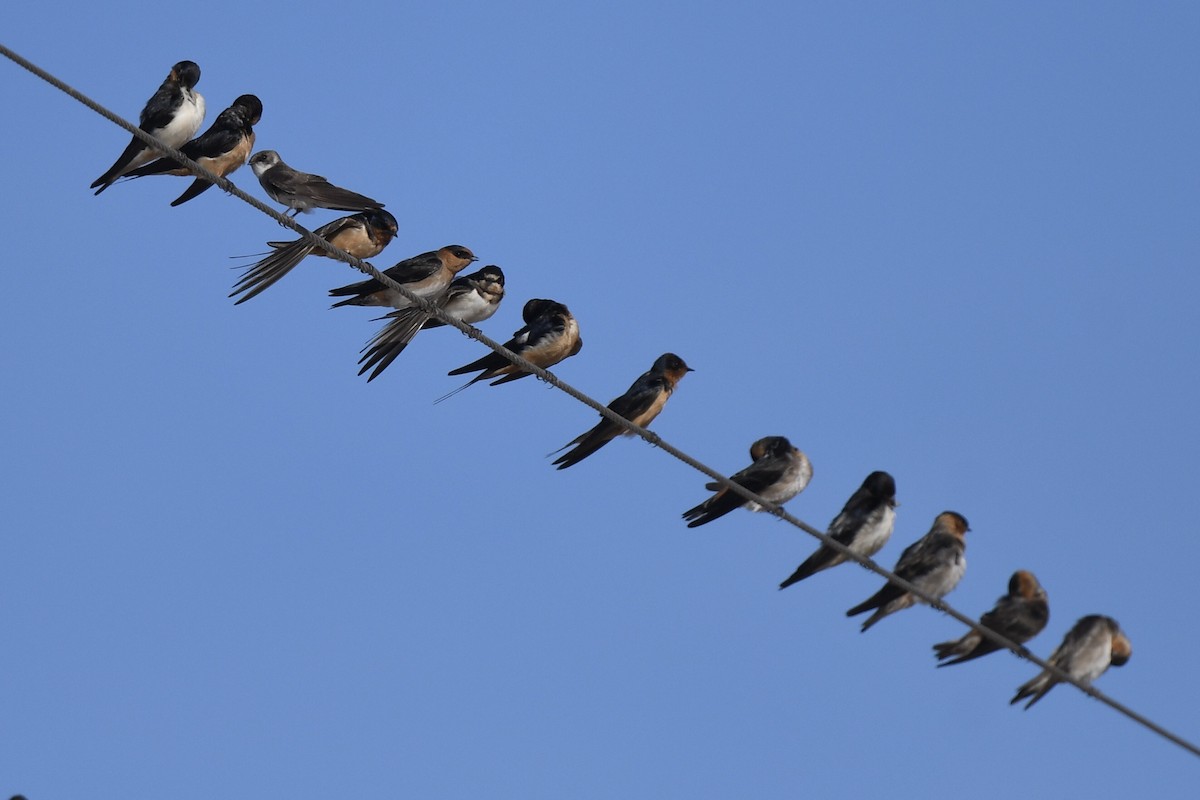 セスジツバメ - ML647108604