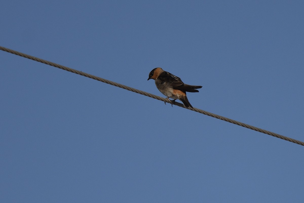 セスジツバメ - ML647108606