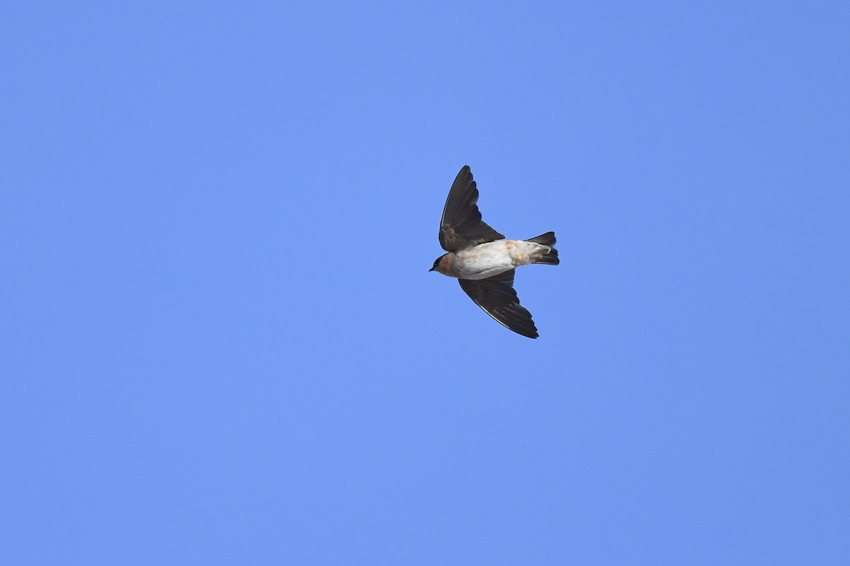 セスジツバメ - ML647108607