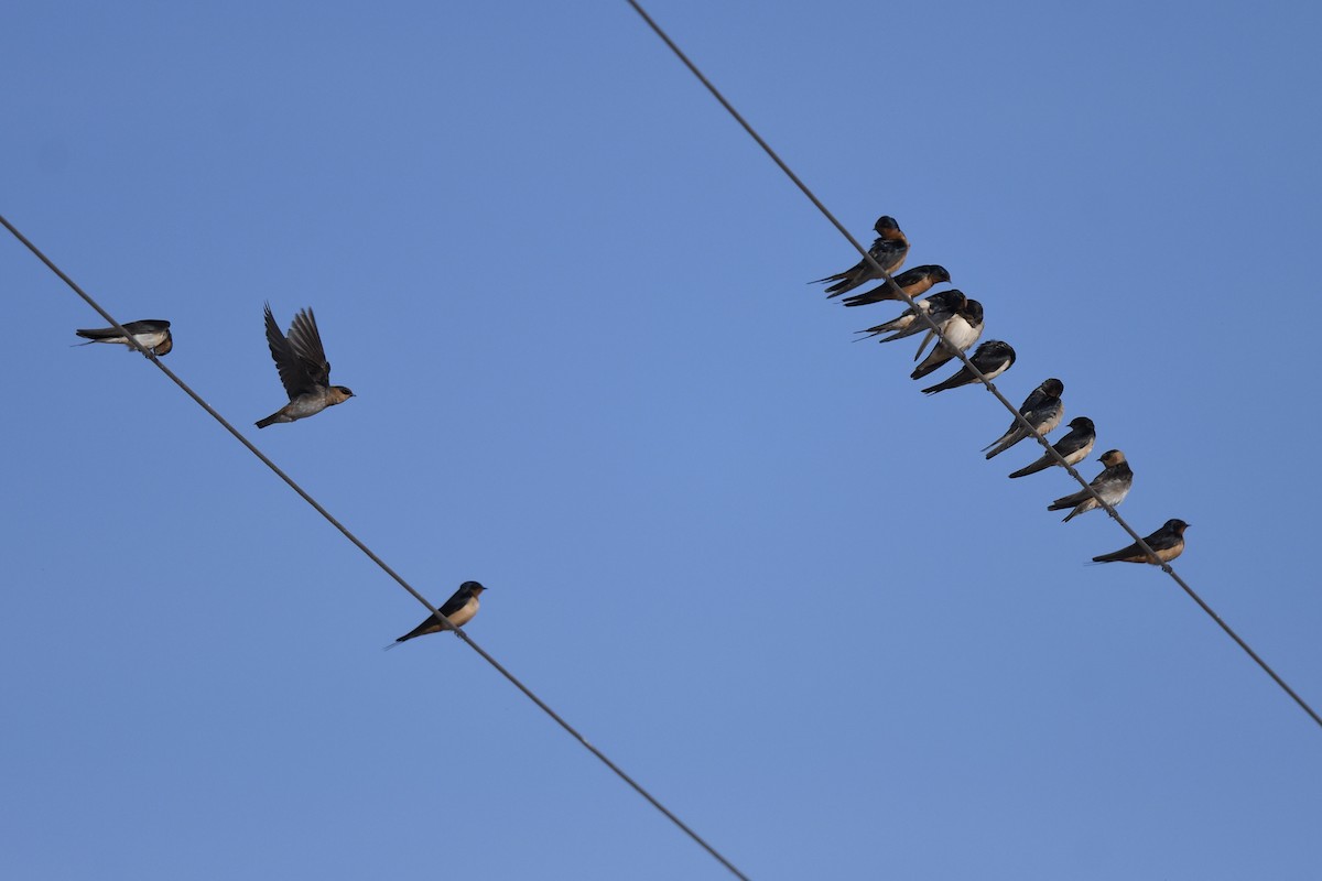 セスジツバメ - ML647108608