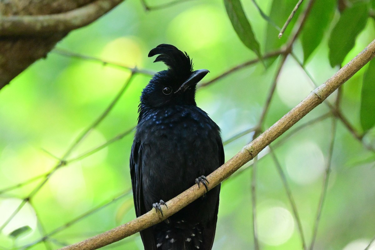Greater Racket-tailed Drongo - ML647108611