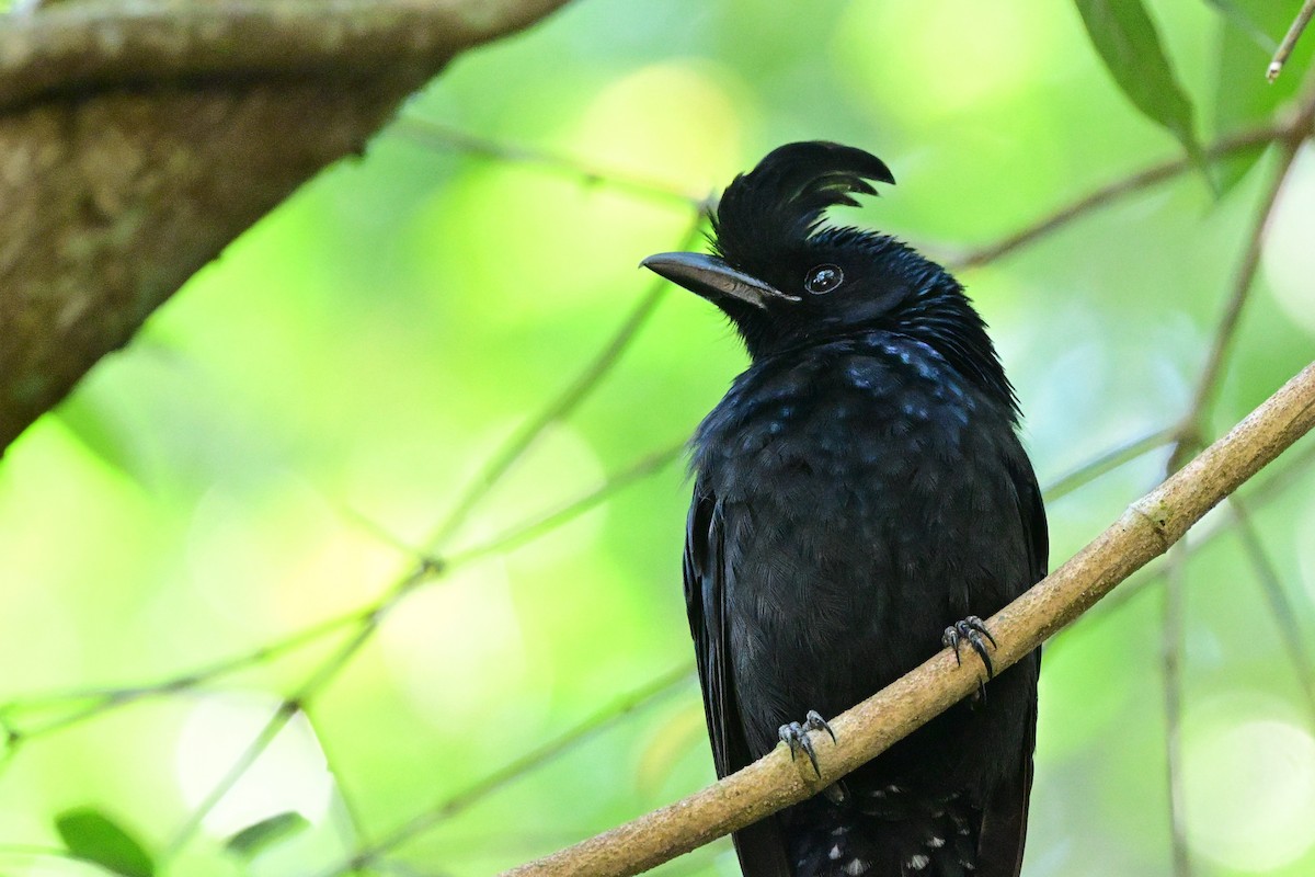 Greater Racket-tailed Drongo - ML647108612
