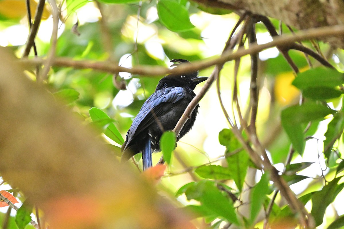 Greater Racket-tailed Drongo - ML647108613
