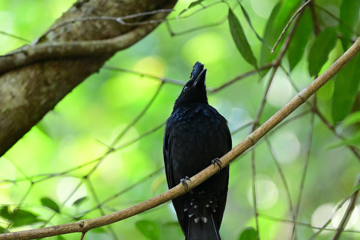 Greater Racket-tailed Drongo - ML647108614