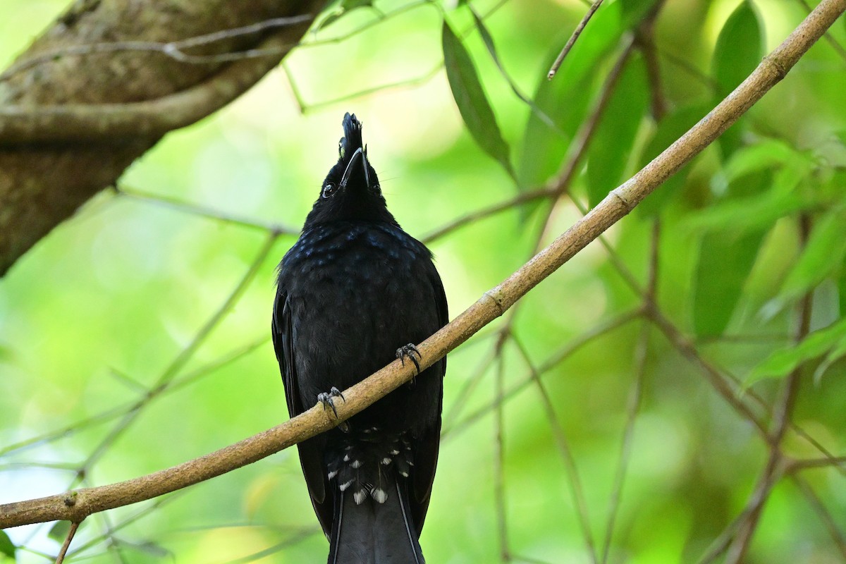 Greater Racket-tailed Drongo - ML647108615