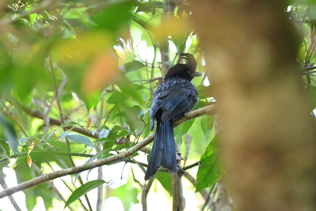 Greater Racket-tailed Drongo - ML647108616