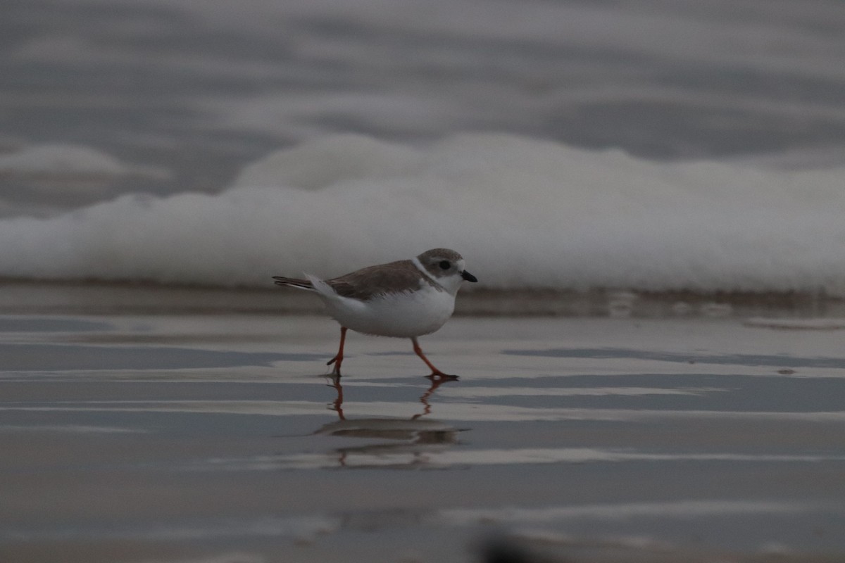 Piping Plover - ML647108620