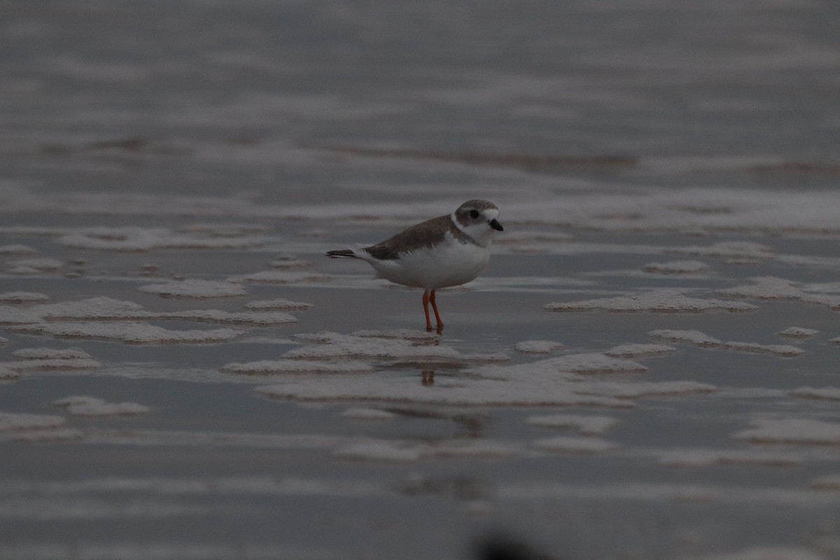 Piping Plover - ML647108621