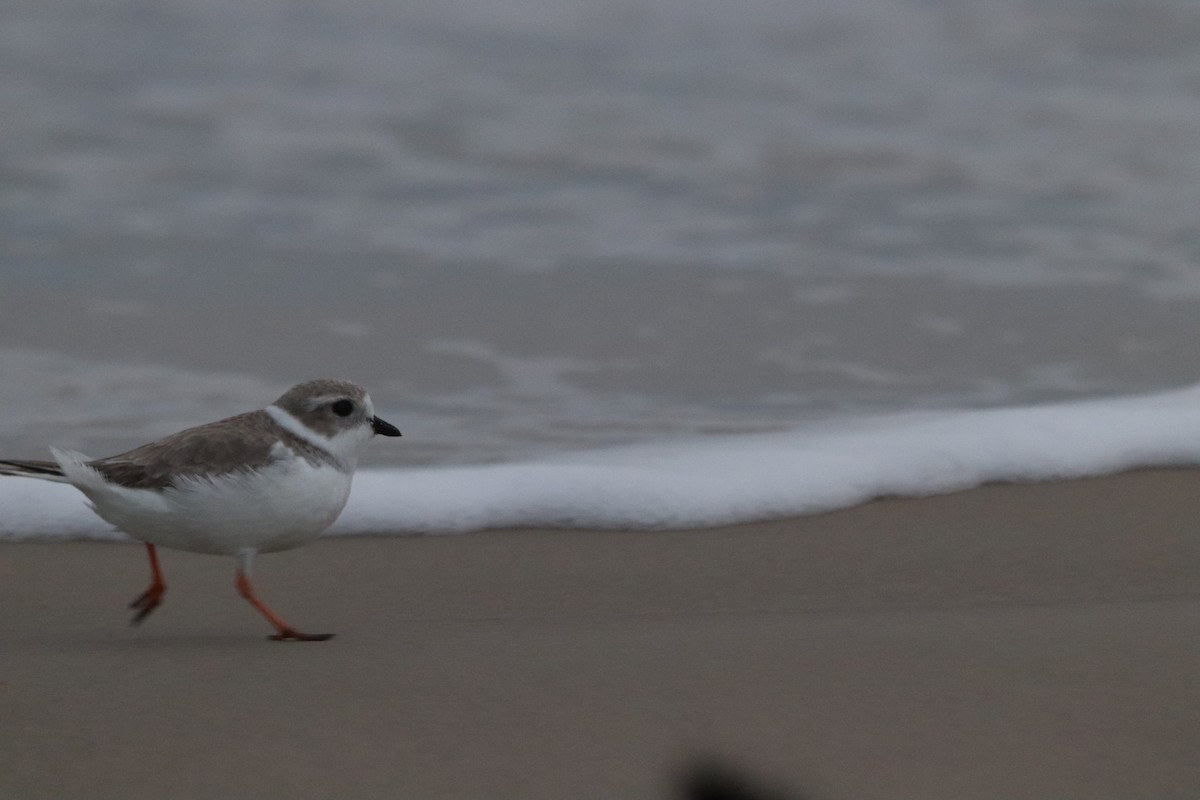 Piping Plover - ML647108622