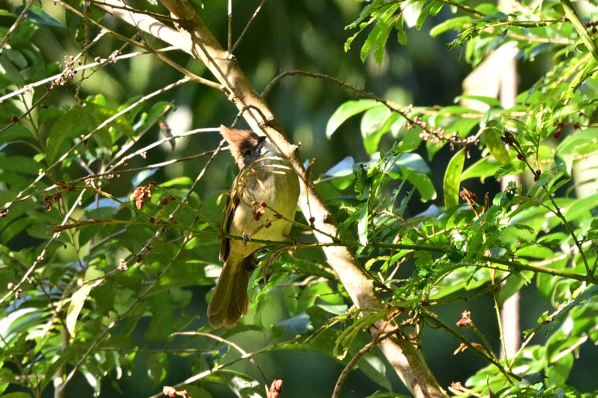 Lesser Yellownape - ML647108623