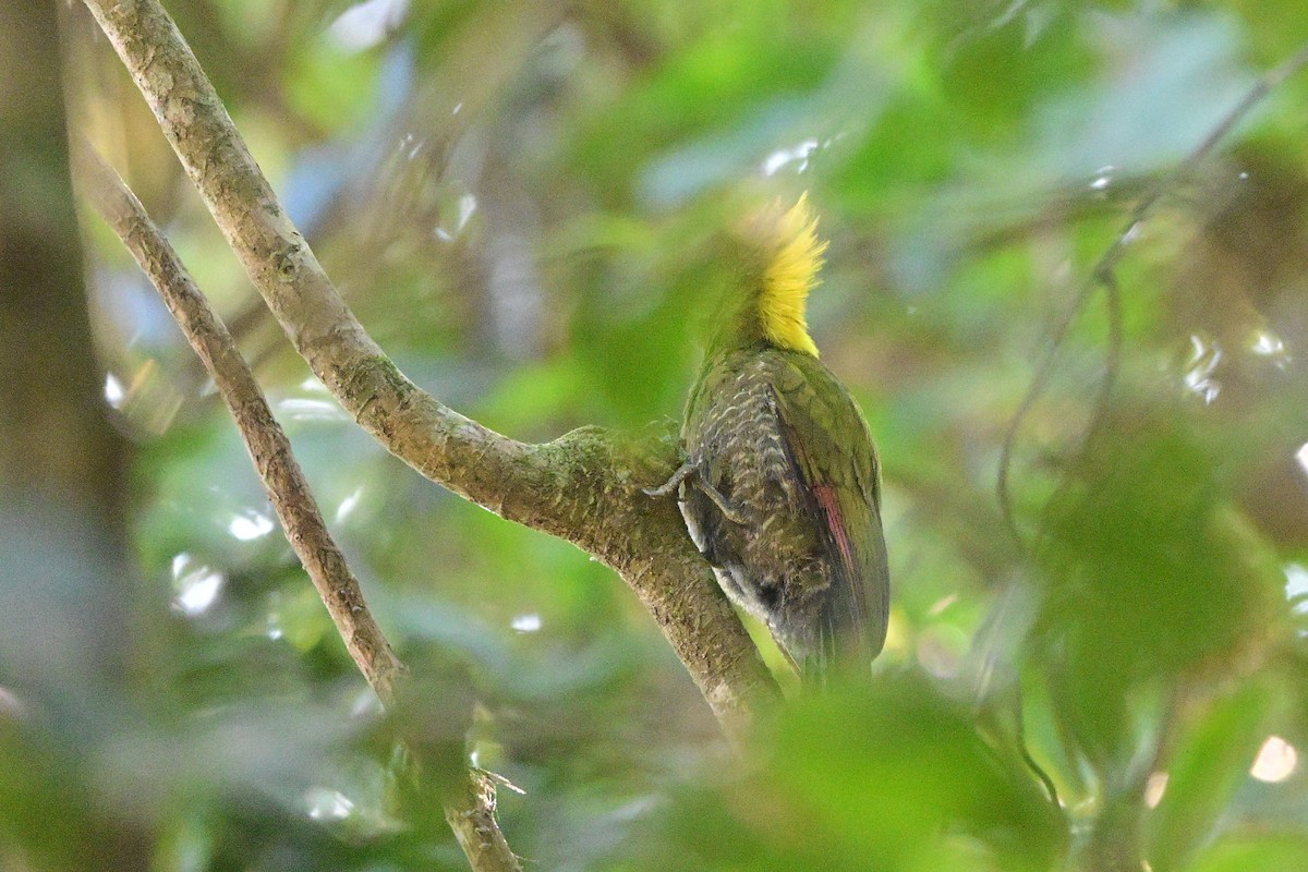 Lesser Yellownape - ML647108624