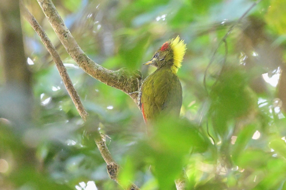 Lesser Yellownape - ML647108625