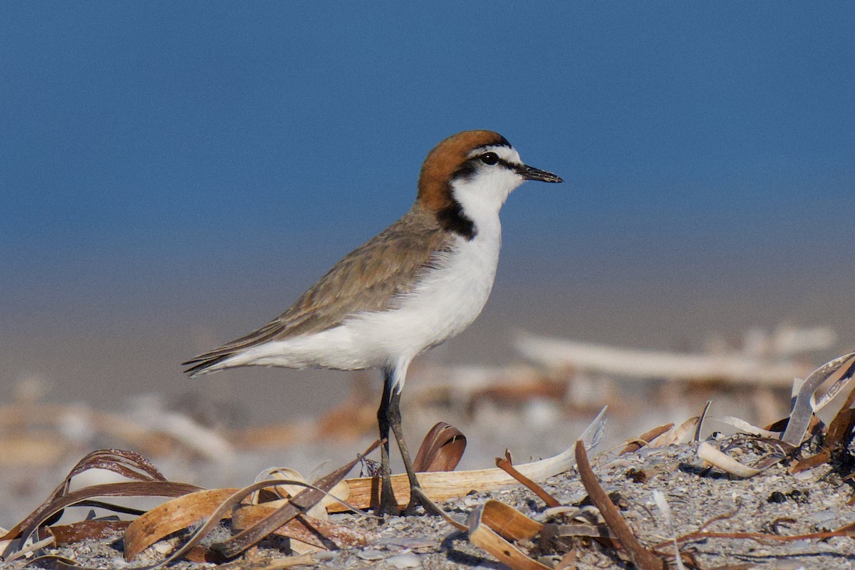 Red-capped Plover - ML647108626