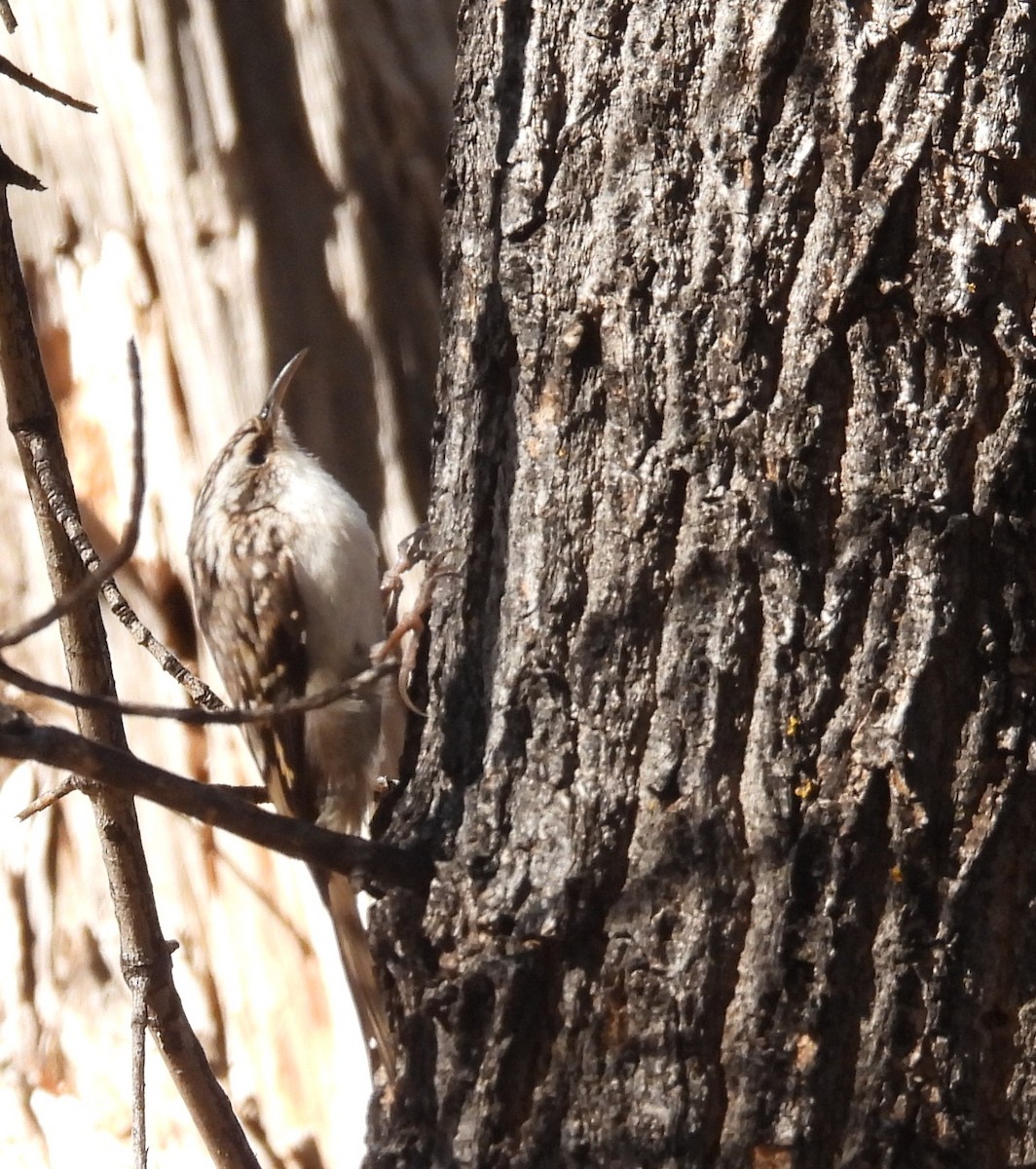 amerikatrekryper - ML647108630