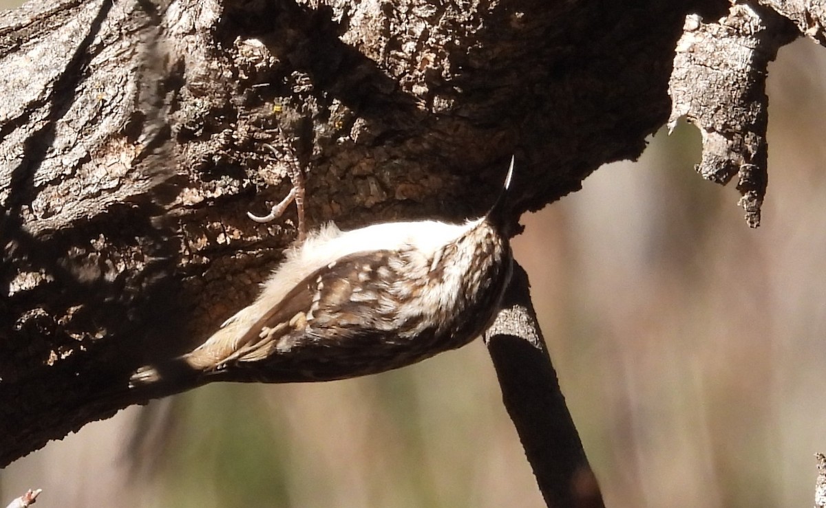 amerikatrekryper - ML647108631