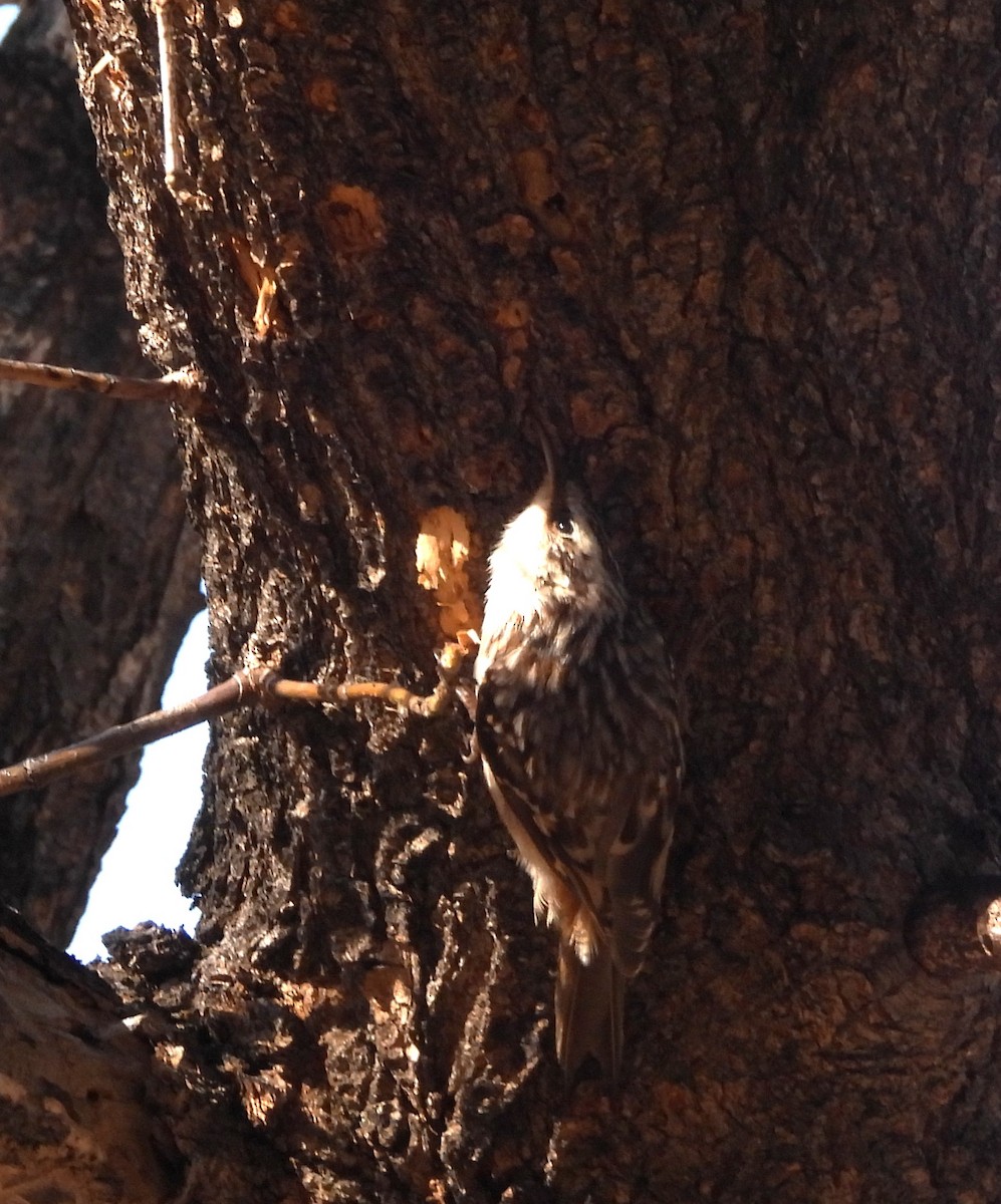 amerikatrekryper - ML647108632