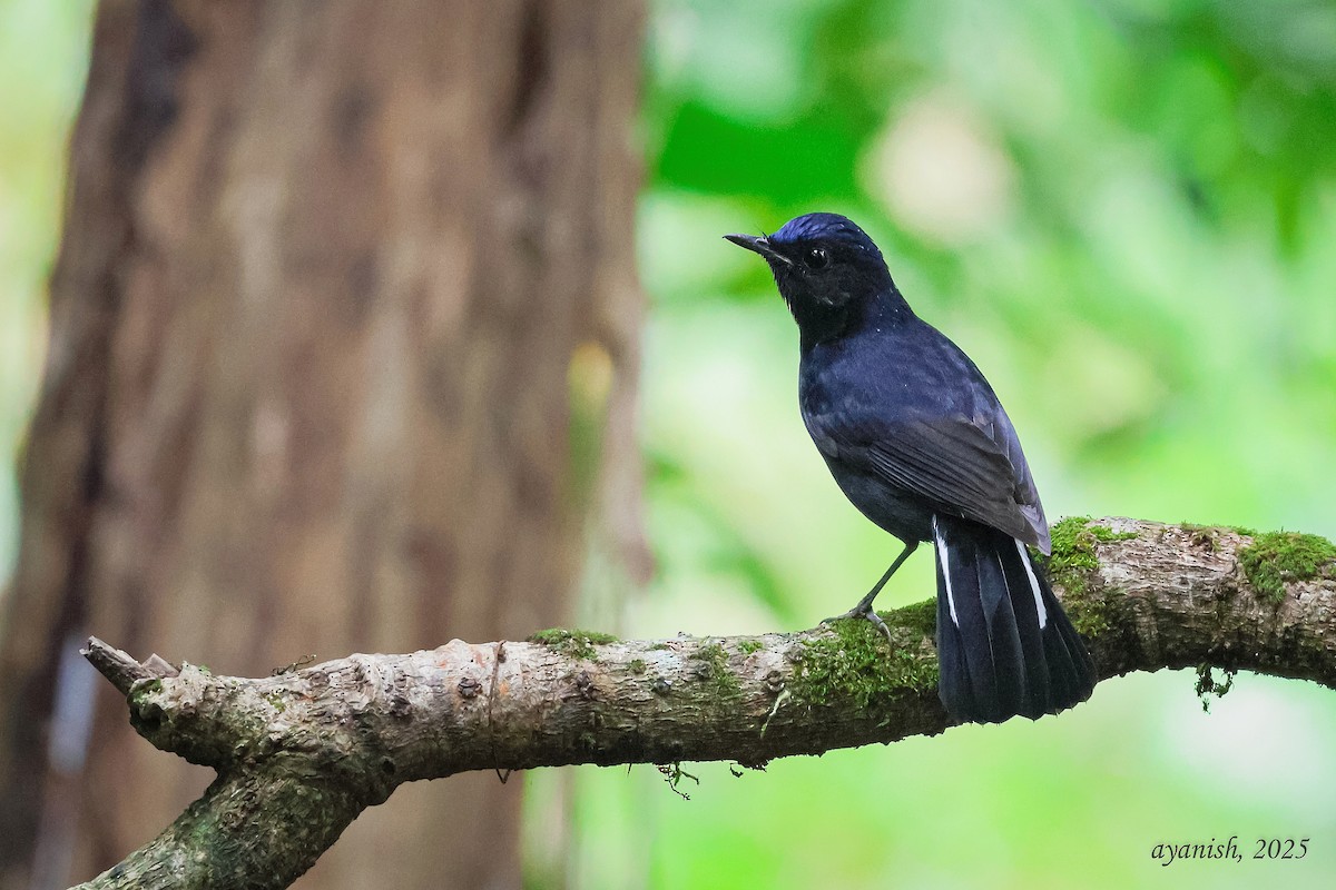White-tailed Robin - ML647108633