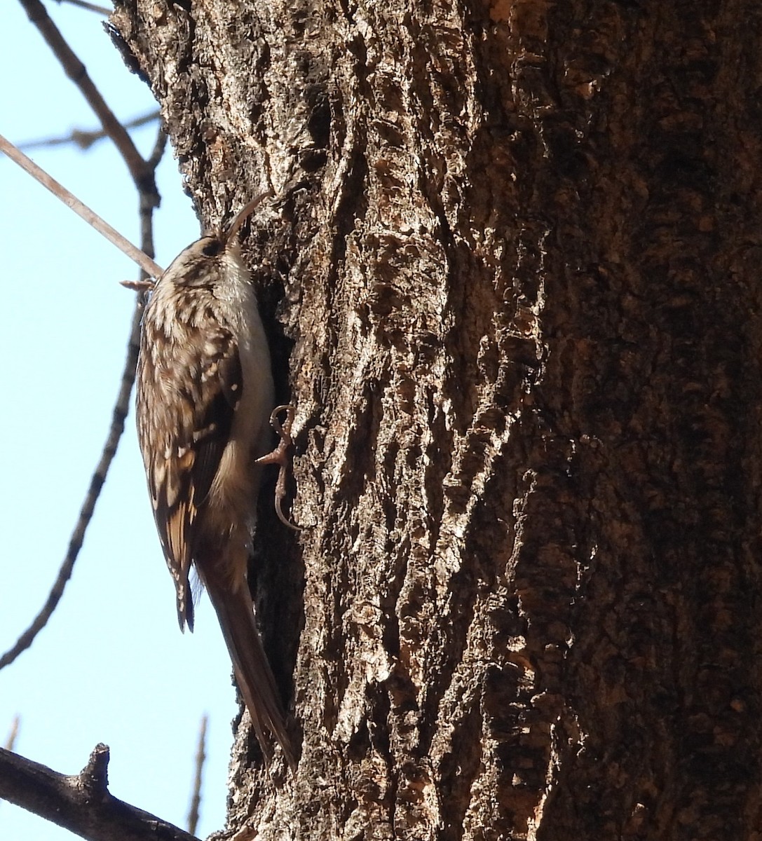 amerikatrekryper - ML647108634