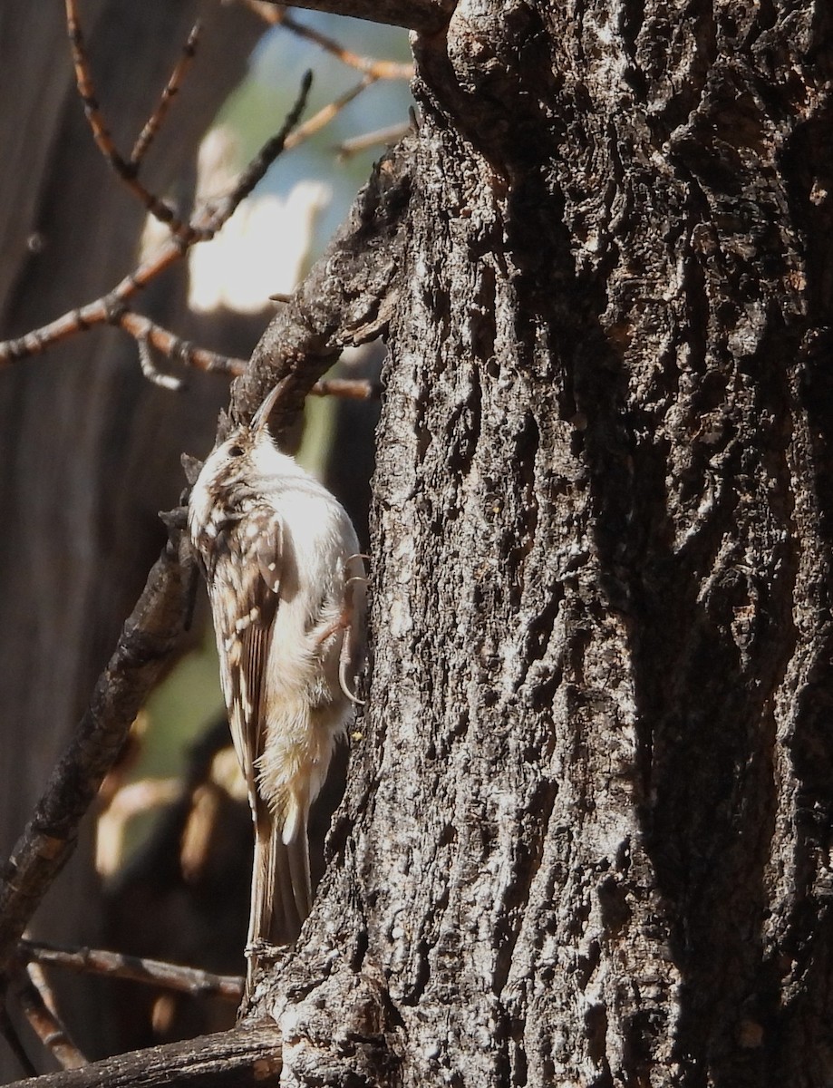 amerikatrekryper - ML647108635