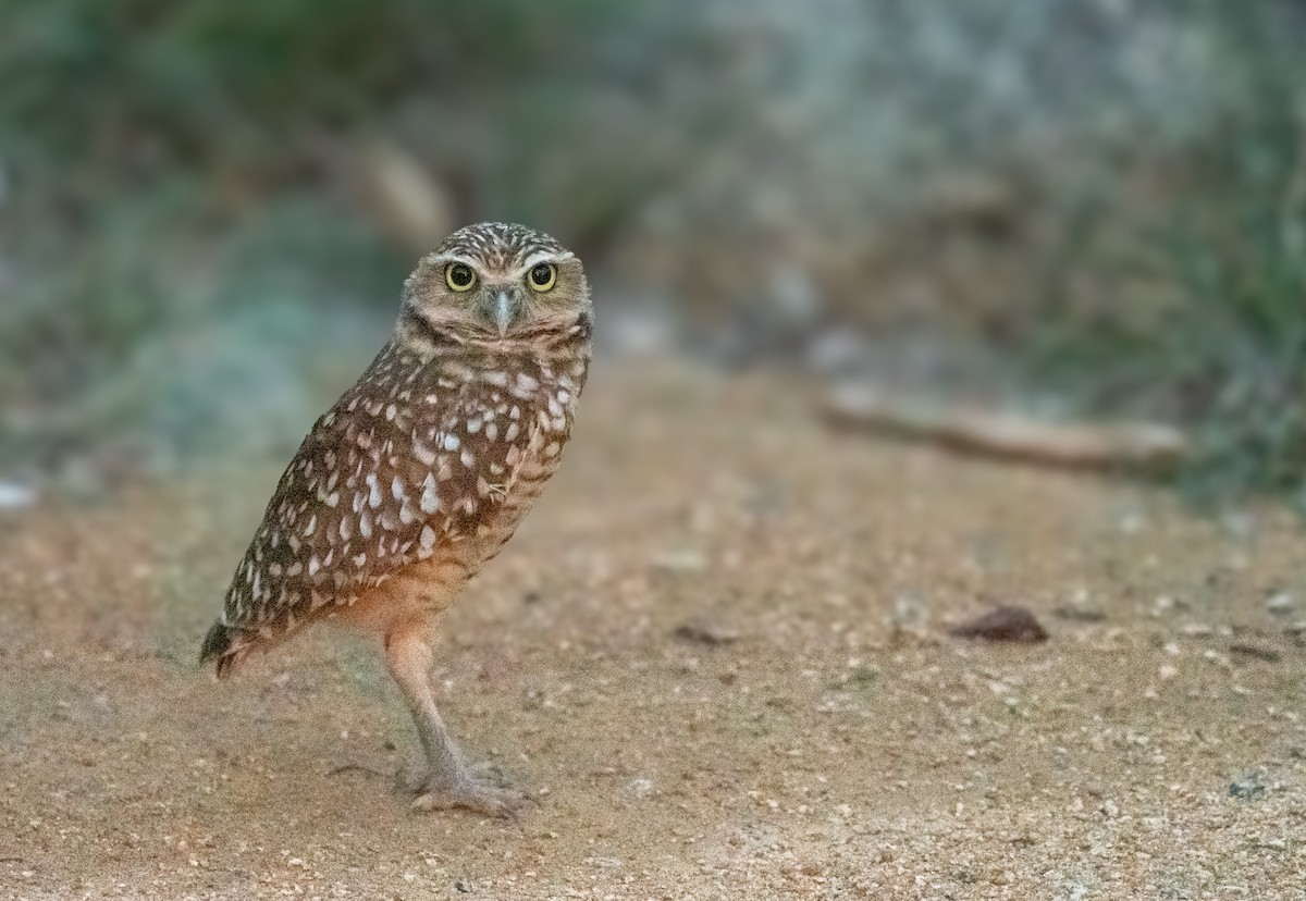 Burrowing Owl - ML647108640