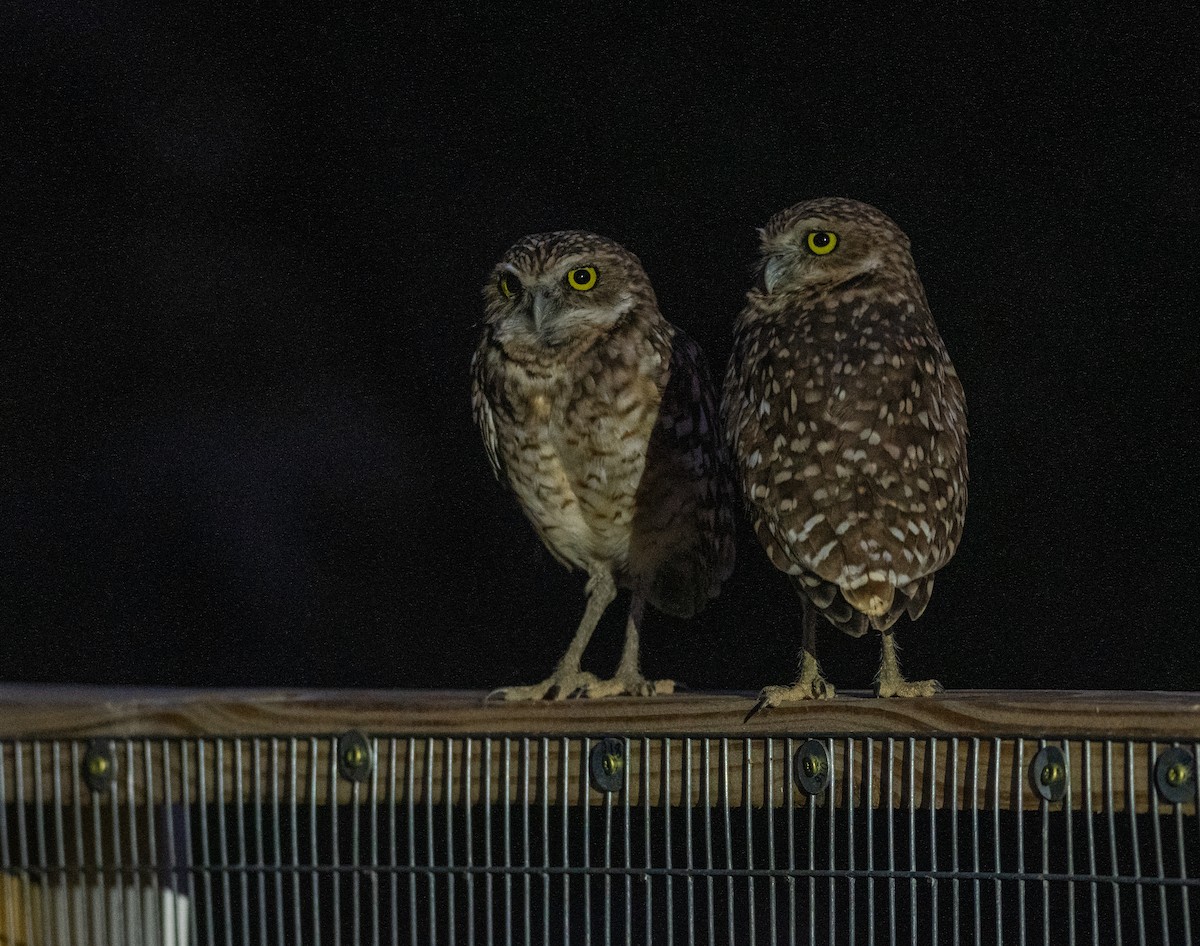 Burrowing Owl - ML647108641