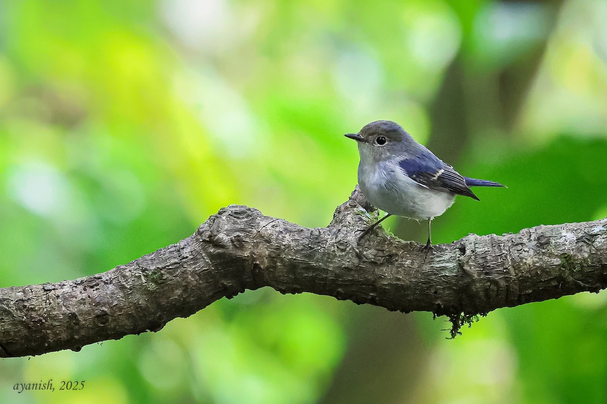 Ultramarine Flycatcher - ML647108642