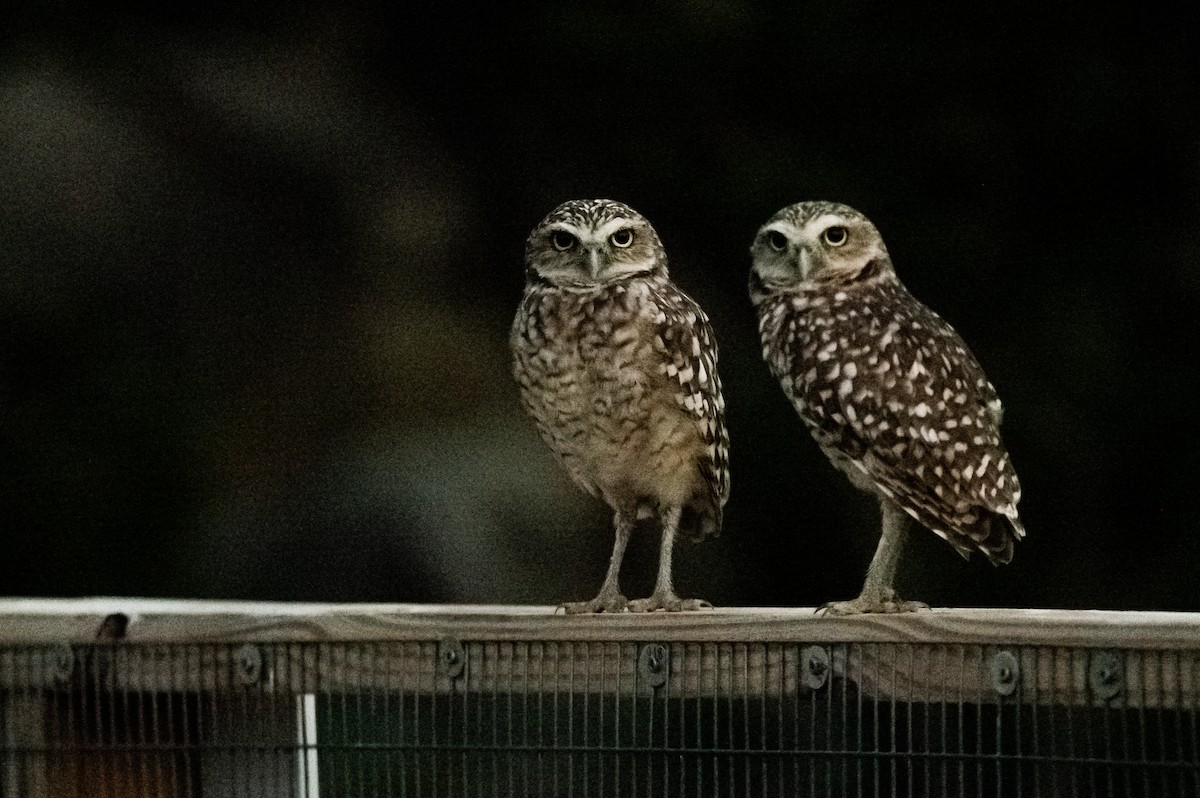 Burrowing Owl - ML647108643