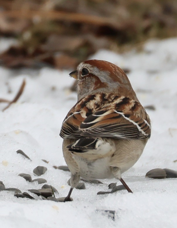 American Tree Sparrow - ML647108644