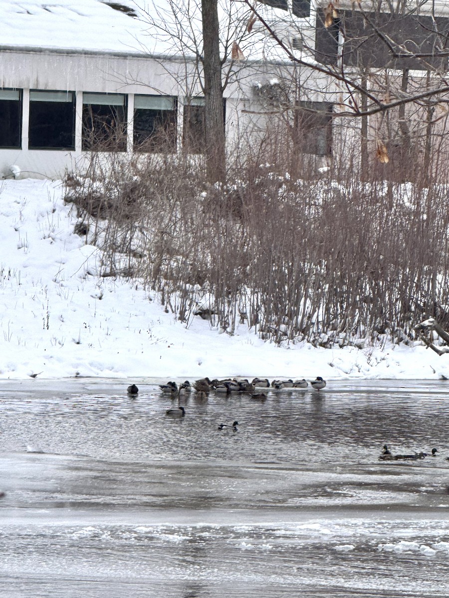 Mallard - ML647108645