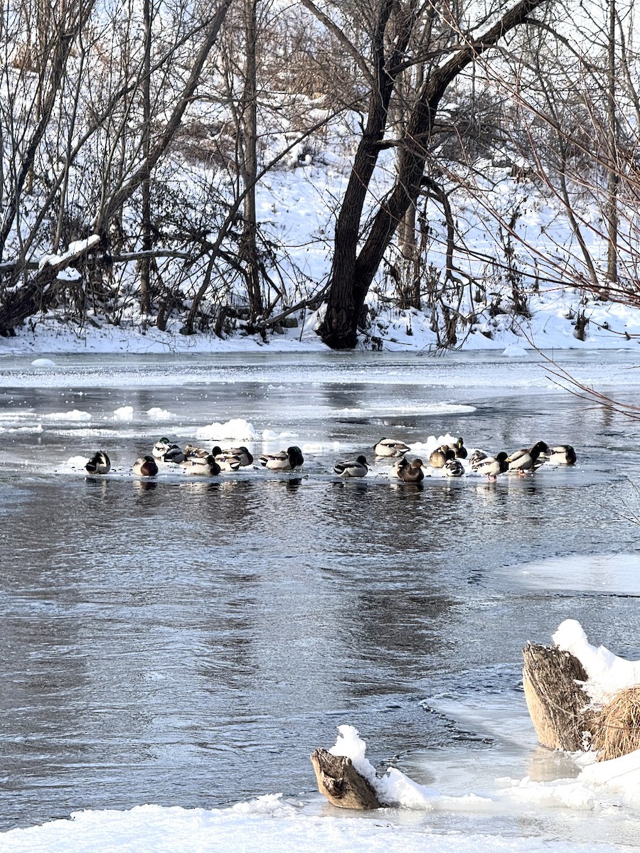 Mallard - ML647108646