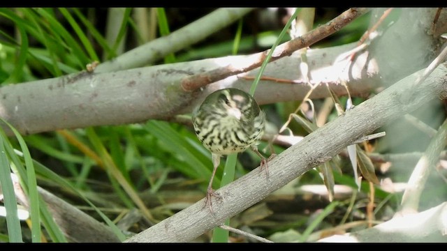 Northern Waterthrush - ML647108647
