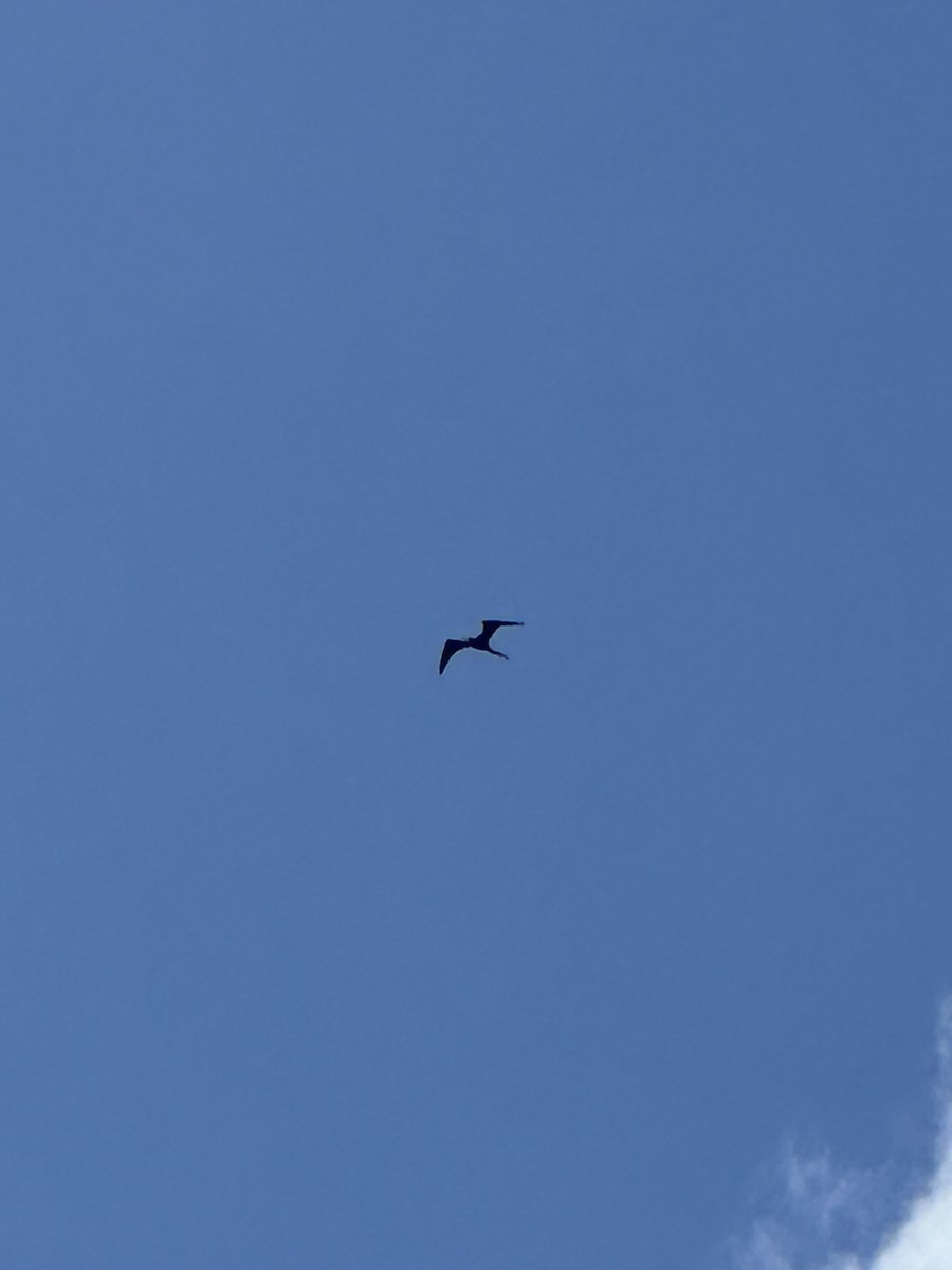 Magnificent Frigatebird - ML647108648