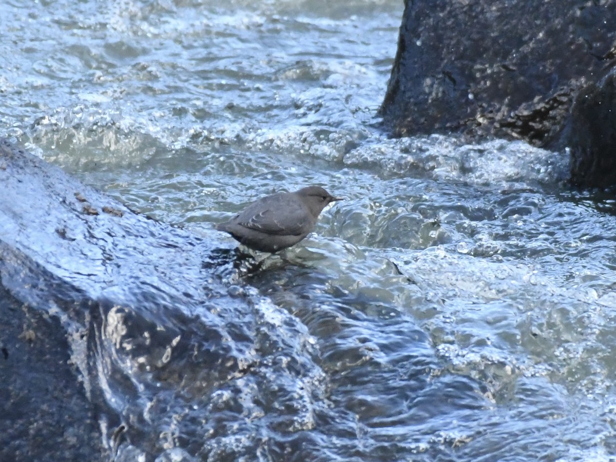 American Dipper - ML647108649