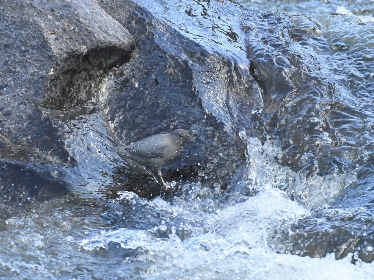 American Dipper - ML647108650