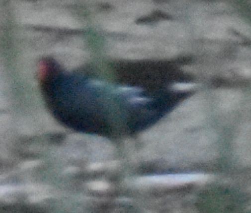 Eurasian Moorhen - ML647108651