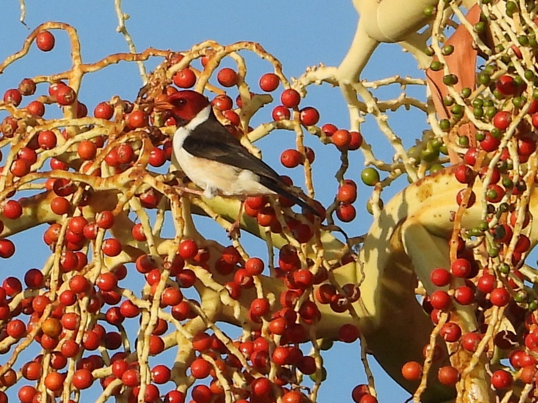 Yellow-billed Cardinal - ML647108652